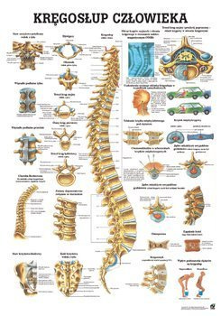 Tablica medyczna „Kręgosłup człowieka” (laminowana)