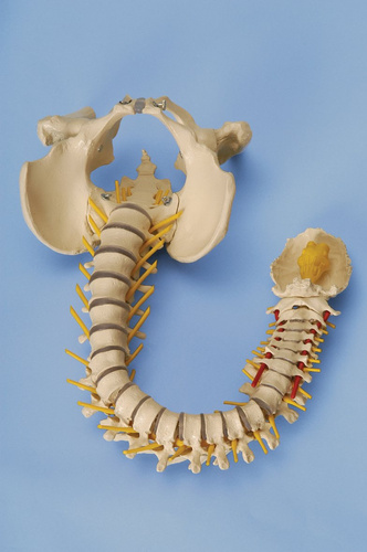 Elastyczny model kręgosłupa Rüediger Anatomie