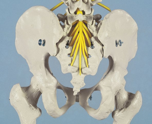 Elastyczny model kręgosłupa Rüediger Anatomie