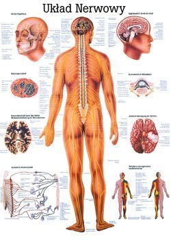 Tablica medyczna "System nerwowy" (laminowana)