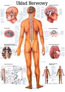 Tablica medyczna "System nerwowy"